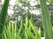 Nature grasses background, Grasses of different sizes, large grasses in front. Small grasses behind Looks like a window frame of n