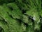 Nature green abstract background. Moss lava field