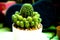 Nature green background, cactus