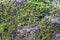 Nature green background, lichen on moss-grown surface close up