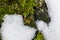 Nature green background, lichen on moss-grown surface and snow close up
