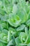 Nature green background of succulent rosettes