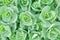 Nature green background of succulent rosettes