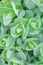 Nature green background of succulent rosettes