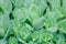 Nature green background of succulent rosettes