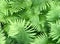 Nature green fern landscape. Fern background. Macro shot. A detail shot for websites and marketing materials. Tropical leaves.