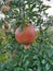 Nature green  fruit natural pomegranate