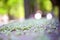 Nature green leaf on the ground with blurred sunny background