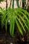 Nature green leaf of lady palm Rhapis exclesa plamae  in garden