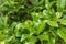 Nature green plant background