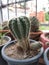  nature   greenery  cactus  plant  amazing