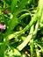 Nature, greenery, ladybug, grass, flowers