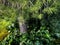 Nature. Greeny. Fresh green leaves and pine tree top view