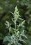 In nature, the grows Chenopodium album