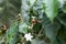 Nature; Harvested flowering coffee plant