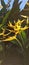 Nature Heliconia psittacorum Beautiful Petals