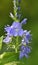 In nature, among the herbs grows veronica teucrium