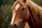 Nature on a horse. Horse portrait, brown horse