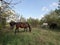 Nature. Horses graze in the forest in a clearing.