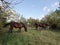 Nature. Horses graze in the forest in a clearing.