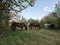 Nature. Horses graze in the forest in a clearing.
