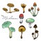 Nature illustration. Natural materials. Forest postcard. Assorted mushrooms. Edible and poisonous mushrooms. Seamless pattern.