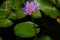 Nature image purple thai flower background