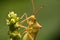 Nature image showing details of insect life: closeup / macro of