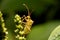 Nature image showing details of insect life: closeup / macro of