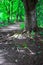 Nature image tree in forest with roots