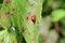 Nature insects macro photograph ladybug