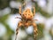 Nature insects macro photography Spider Grasshopper