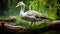 Nature-inspired Imagery: Goose Perched On Wood Branch With Green Background