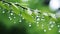 Nature-inspired Water Drops On Tree Branches Wallpaper