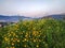 Nature of Israel Haifa Karmiel. Wildflower field, Heights near valley, sunny sunrise and nobody. Orange marigold flowers