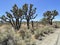 Nature, Joshua Tree