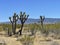 Nature, Joshua Tree