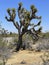 Nature, Joshua Tree