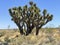 Nature, Joshua Tree