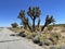 Nature, Joshua Tree