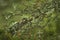 The nature of Karelia in details: moss and cones on a pine