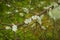 The nature of Karelia in details: moss and cones on a pine