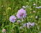 In nature, Knautia arvensis grows among grasses