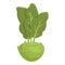 Nature kohlrabi icon cartoon vector. Cabbage plant