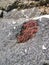 Nature Of Lake Baikal. The natural garnet stone