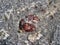 Nature Of Lake Baikal. The natural garnet stone