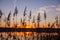 Nature lake with reed Silhouette at sunset scenery