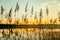 Nature lake with reed Silhouette at sunset scenery