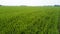 Nature and landscape: aerial view of a field, cultivation, green grass, countryside, farming,