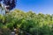 Nature landscape around Russian Hill Vallejo Street Crest Historic District